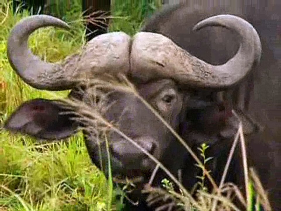 Leões -(Parte3/7) Território Selvagem