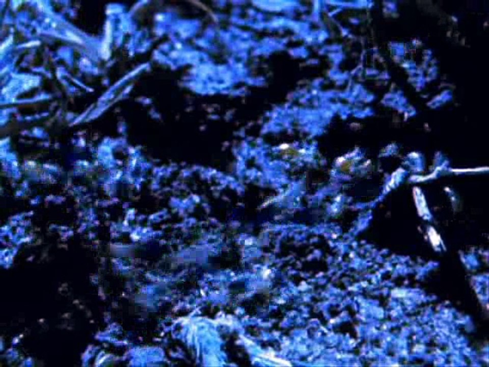 Leões -(Parte7/7) Território Selvagem