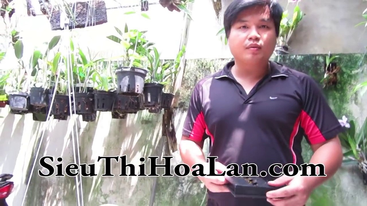 Cách ghép lan thân thòng vào bảng dớn nhựa