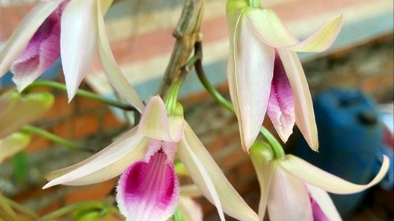 Mặt hoa phi điệp các vùng miền - 2