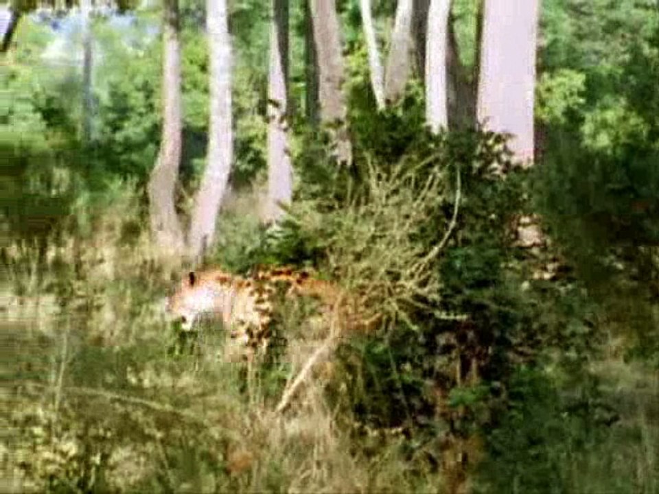 Leões -(Parte2/7) Território Selvagem