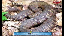 La serpiente Rimas, Serpiente, Animal Rimas Videos para Niños