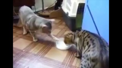 猫が餌を取り合ってる…と思ったら？　If you think two cats are scramble for bait..