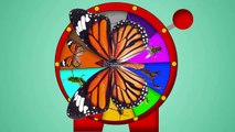 Insect,bugs Spider with Spin Games for Children to learn - Kids Learning Videos