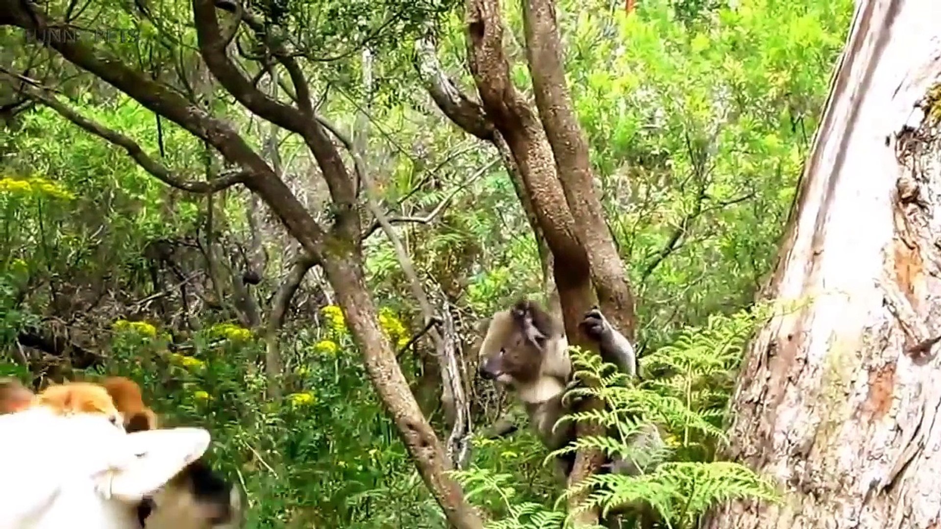 ⁣Cute Koalas Playing  Funny Koala Bears [Funny Pets]