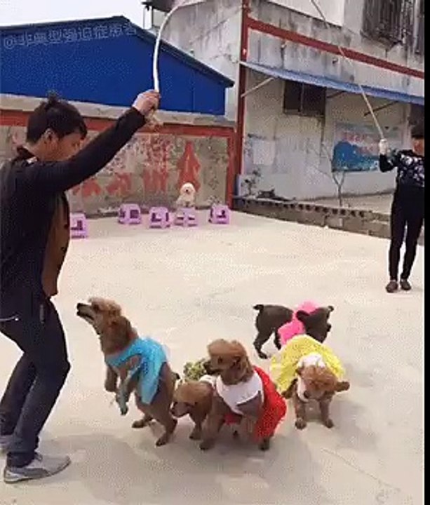 Funny Video