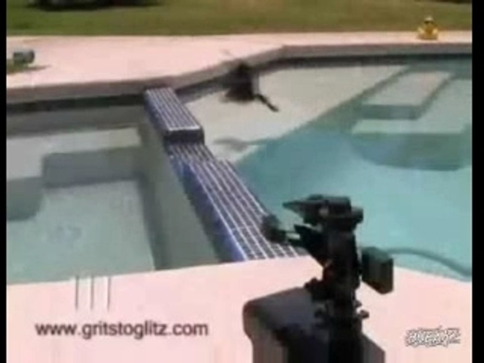 Motion Activated Sprinkler Vs Pigeons