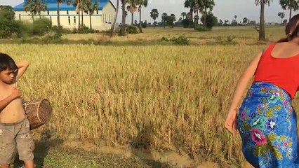 Amazing girl catch water frog using bare hand - how to catch water frog in Cambodia