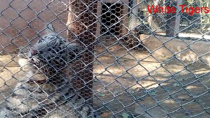 Funny tiger baby (Lucknow Zoo)
