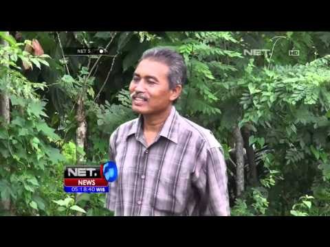 Ratusan Hektar Lahan Pertanian Rusak oleh Gajah Liar NET5