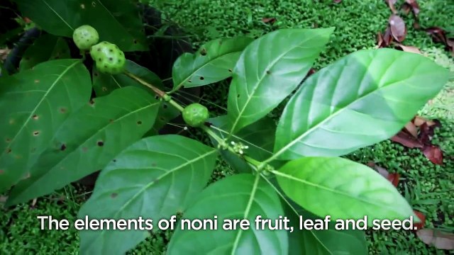 PROMO!!!, O813-28OO-2OO4, TeMana Tahiti Morinda, Pemutih Wajah, Pemutih Alami