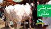 319 || Cow Mandi For Eiduladh || Bakra eid in Pakistan || Qurbani Cow