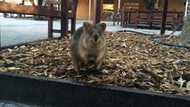 59 Seconds The Quokka Selfie