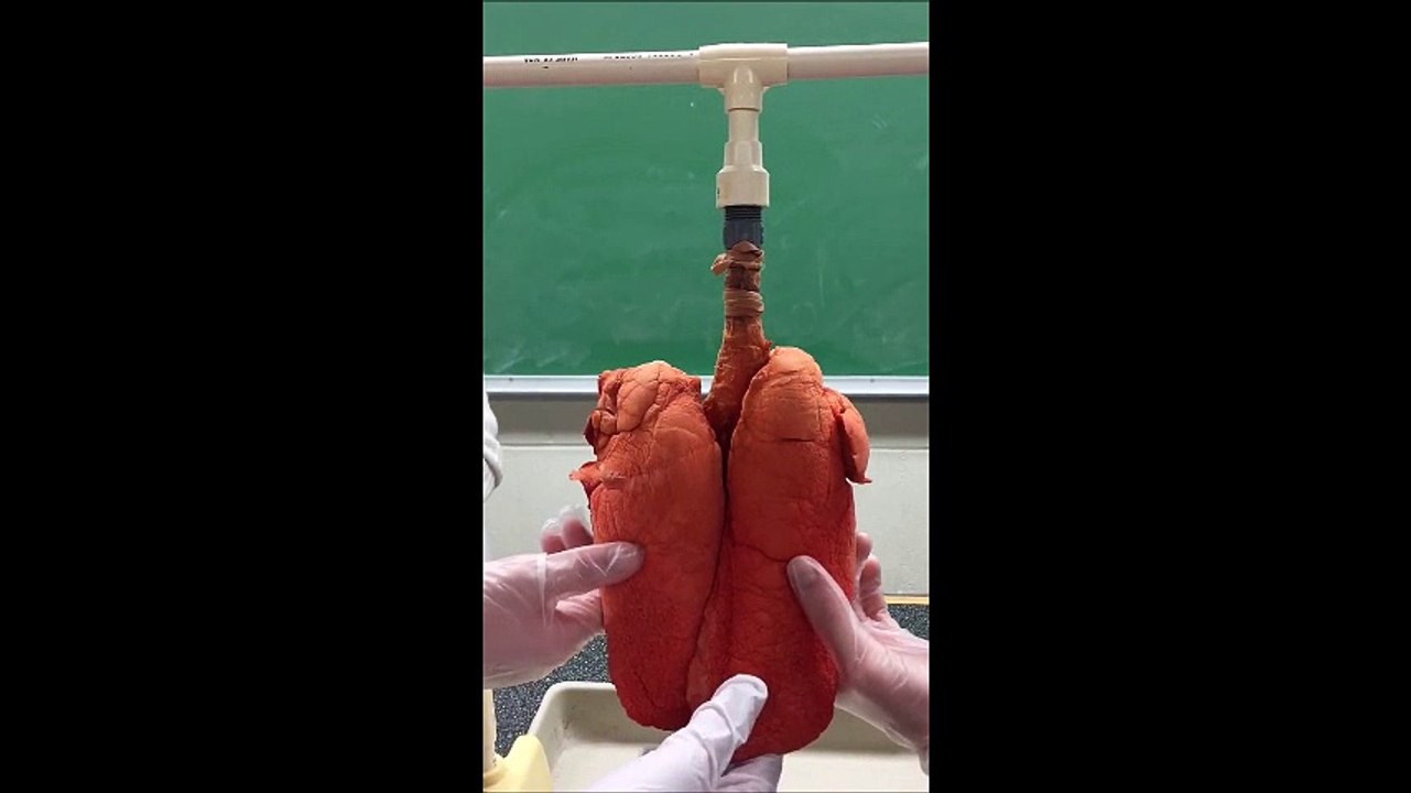 Before and After Smoking Lungs