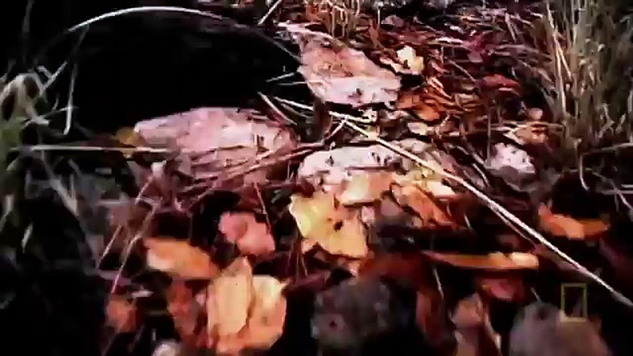 Самые опасные животные Амазония National Geographic