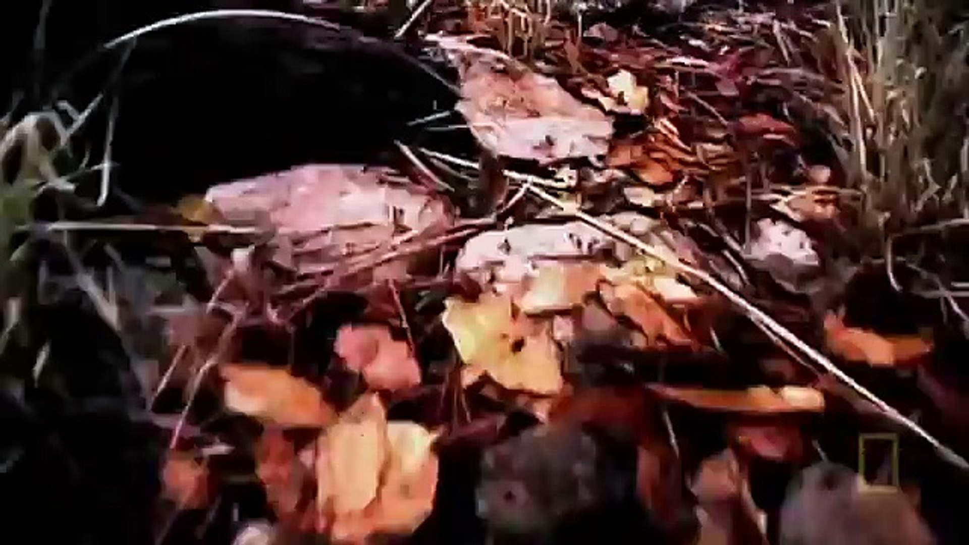 Самые опасные животные Амазония National Geographic