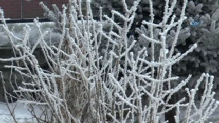 Ardahan'da Ağaçlar Kırağı Tuttu