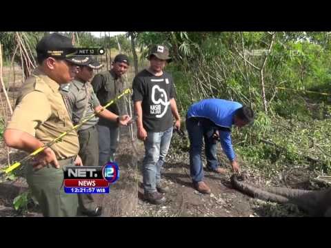 Gajah Sumatera Berusia Puluhan Tahun Ditemukan Mati Mengenaskan di Riau - NET12