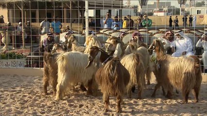 هذا الصباح-حلال قطر.. مهرجان أجود سلالات الماشية