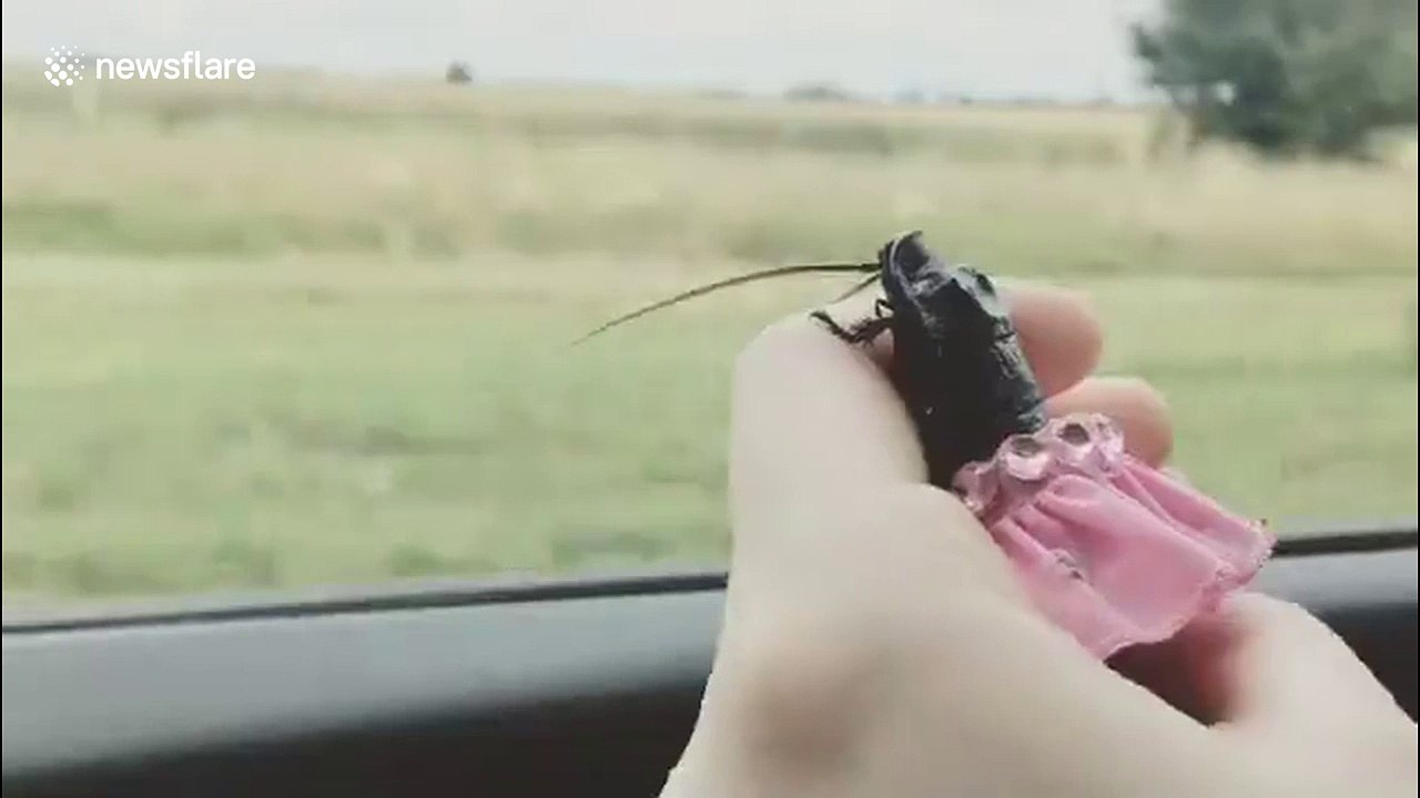Just a pet cockroach in a tutu...