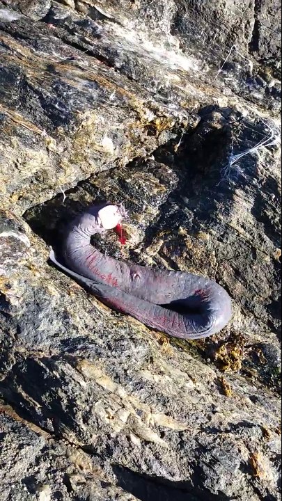 Ce poisson est vraiment bizarre