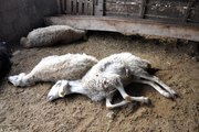 Yozgat'ta Şüpheli Hayvan Ölümleri Giderek Artıyor