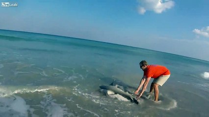 Il sauve un requin à mains nues sur une plage australienne