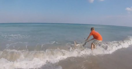 Il sauve un requin à mains nues sur une plage australienne
