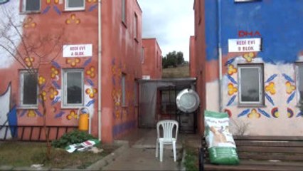 Mersin Barınaktaki Kediler Yine Sular Altında Kaldı