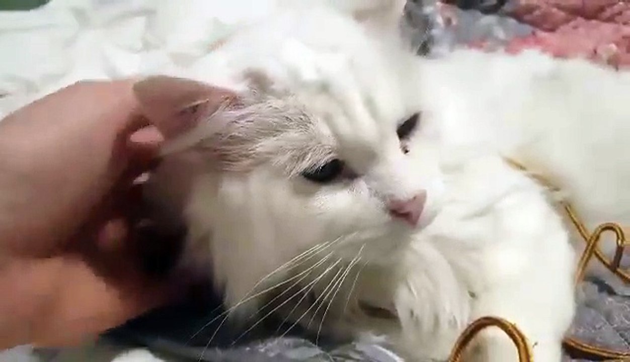 (1) Une association sauve un chat sauvage sourd et aveugle… qui devient vite un amour de félin !