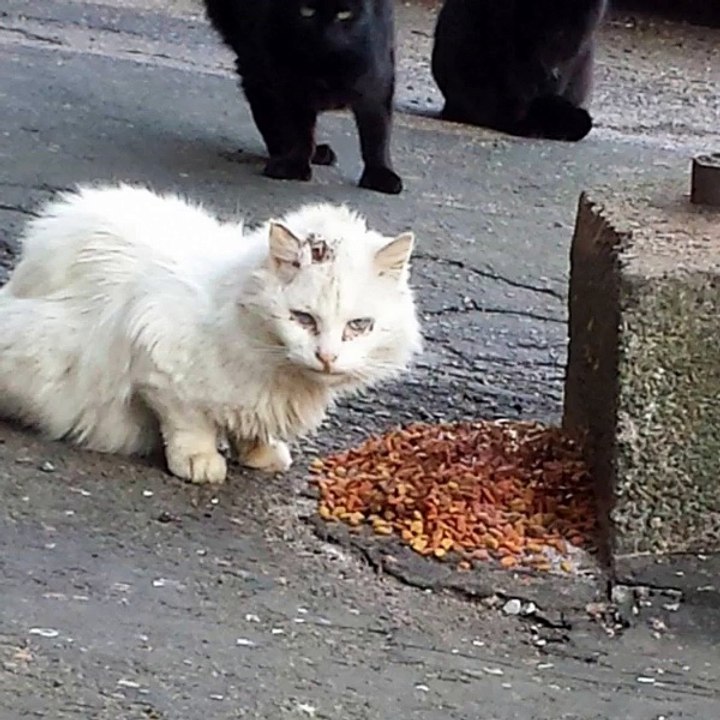 (2) Une association sauve un chat sauvage sourd et aveugle… qui devient vite un amour de félin !