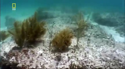 Реальность или фантастика — Атлантида.