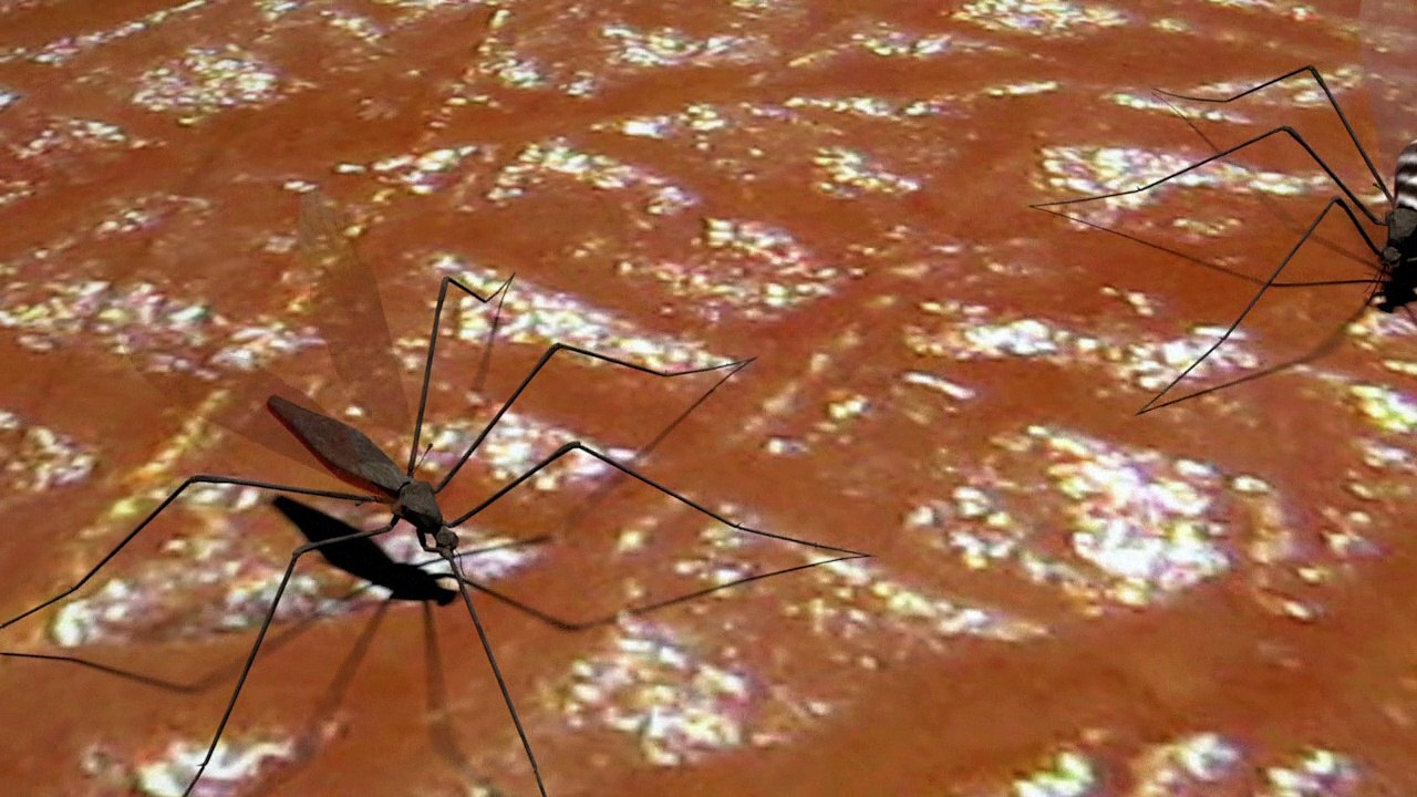 Zika virus