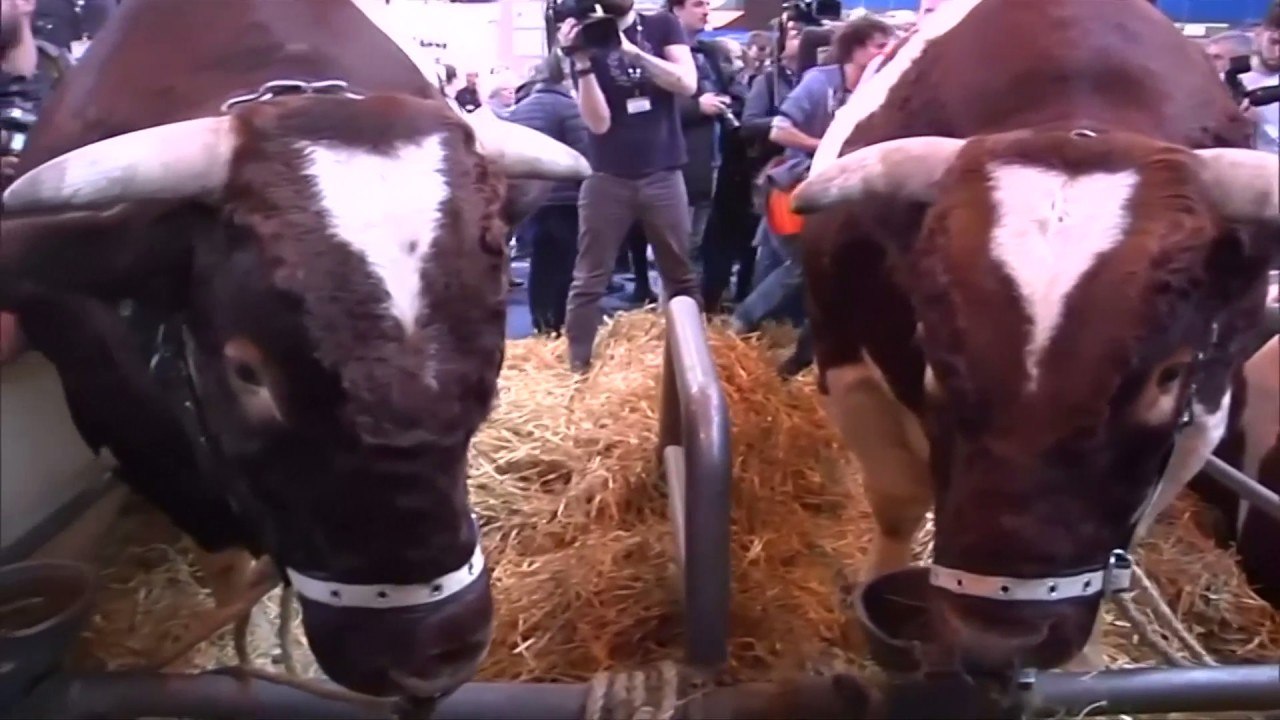 Media scrum follows Le Pen's farm show visit