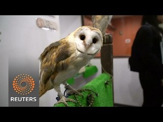 Animal activists take aim at Japan's owl cafes
