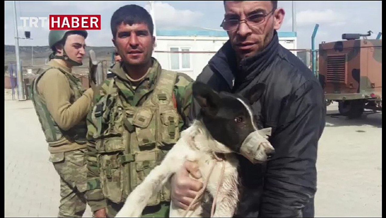 El Bab'ın mucize köpeği 'Mucize'