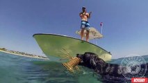 C'est impressionnant, ce labrador pêche des homards tout seul