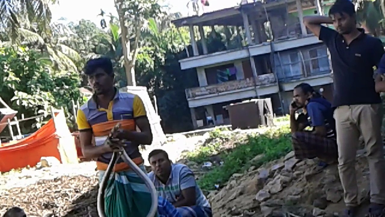 King Cobra Snakes Show by Snake Charmers