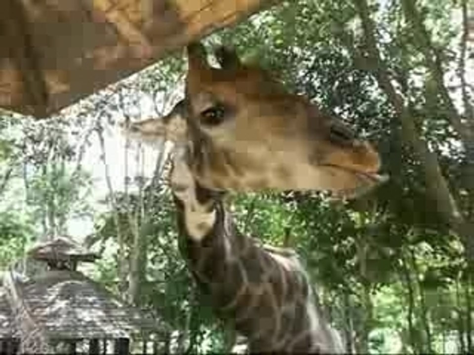 Giraffe and Penguin at Chiang Mai Zoo.