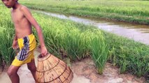 Wow! Amazing Boys Fishing - How To Catch Fish In Rice Farm With Hand In Cambodia