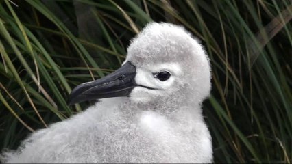 Wildlife flourishes on an untouched Chile island