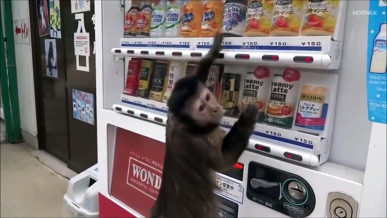 funNY MONKEY