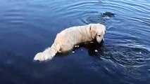 Ce chien reste immobile dans l'eau pendant un moment, mais il a une bonne raison