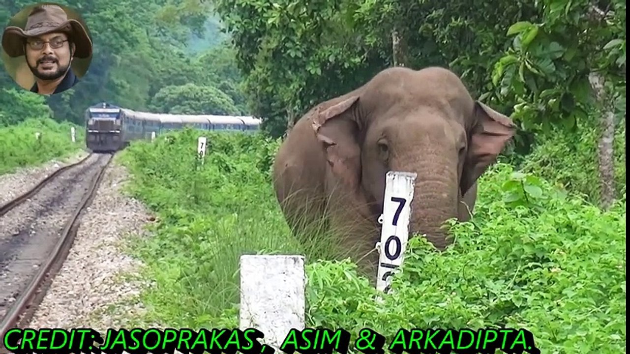 Asim Trying To Stop The Train To Save Elephant. - YouTube