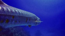 Scary looking barracuda circle within inches of divers