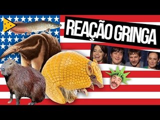 GRINGOS "DESCOBREM" ANIMAIS BRASILEIROS