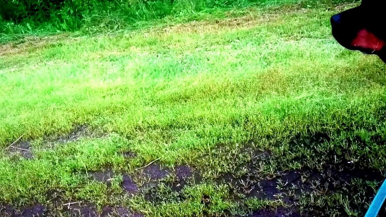 rottweiler 3