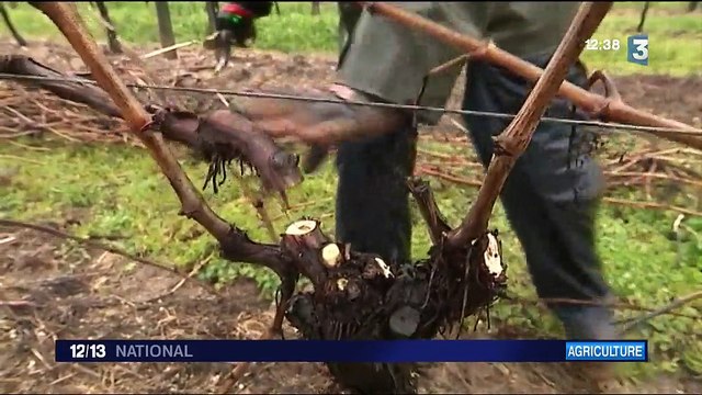 Agriculture : rencontre avec un couple d'éleveurs bovins en faillite