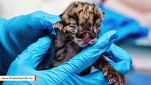 A Clouded Leopard Cub Has Been Produced Using Cryopreserved Semen