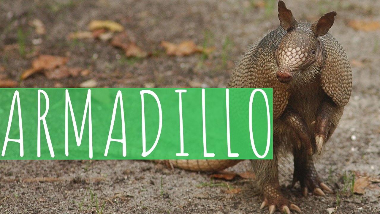 ARMADILLO
